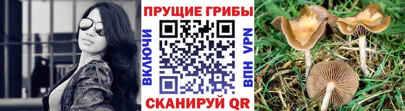 Псилоцибиновые грибы GOLDEN TEACHER  Купить закладки  Буйнакск 